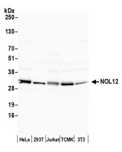 NOL12 Rabbit anti-Human, Mouse, Polyclonal, Bethyl Laboratories 100 &mu;L | Buy Online | Bethyl Laboratories, Inc | Fisher Scientific
