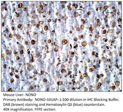 nmt55/NONO/p54nrb Rabbit anti-Human, Mouse, Rat, Polyclonal, FabGennix