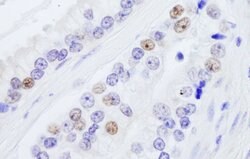 NONO Rabbit anti-Human, Polyclonal, Bethyl Laboratories 100 &mu;L; Unconjugated:Antibodies,