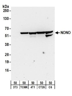 NONO Rabbit anti-Human, Mouse, Rat, Polyclonal, Bethyl Laboratories 100