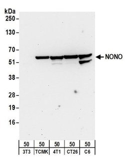 NONO Polyclonal Antibody, Bethyl Laboratories 20 &mu;L; Unconjugated:Antibodies,