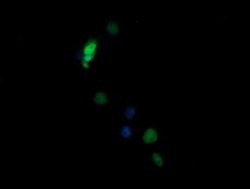 NONO Mouse anti-Canine, Human, Mouse, Clone: OTI3F8, lyophilized, TrueMAB