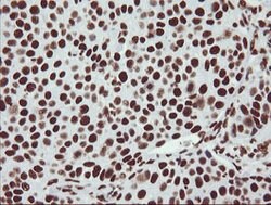 NONO Mouse anti-Canine, Human, Mouse, Clone: OTI3F8, lyophilized, TrueMAB