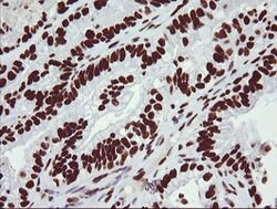 NONO Mouse anti-Canine, Human, Mouse, Clone: OTI3F8, lyophilized, TrueMAB