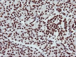 NONO Mouse anti-Canine, Human, Mouse, Clone: OTI3F8, lyophilized, TrueMAB