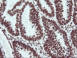 NONO Mouse anti-Canine, Human, Mouse, Clone: OTI3F8, lyophilized, TrueMAB