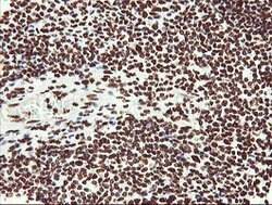 NONO Mouse anti-Canine, Human, Mouse, Clone: OTI3F8, lyophilized, TrueMAB