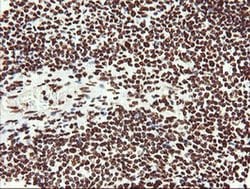 NONO Monoclonal Antibody (OTI3F8), TrueMAB , OriGene 100 &mu;L; Unconjugated:Antibodies,