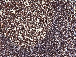 NONO Mouse anti-Canine, Human, Mouse, Clone: OTI3F8, lyophilized, TrueMAB