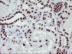 NONO Mouse anti-Canine, Human, Mouse, Clone: OTI3F8, lyophilized, TrueMAB