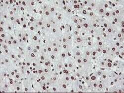 NONO Mouse anti-Canine, Human, Mouse, Clone: OTI3F8, lyophilized, TrueMAB
