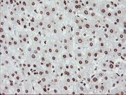 NONO Monoclonal Antibody (OTI3F8), TrueMAB , OriGene 100 &mu;L; Unconjugated:Antibodies,
