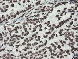 NONO Monoclonal Antibody (OTI5F1), TrueMAB , OriGene 30 &mu;L; Unconjugated:Antibodies,