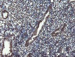 NONO Monoclonal Antibody (OTI5F1), TrueMAB , OriGene 30 &mu;L; Unconjugated:Antibodies,