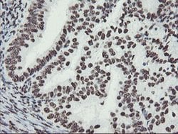 NONO Monoclonal Antibody (OTI5F1), TrueMAB , OriGene 30 &mu;L; Unconjugated:Antibodies,