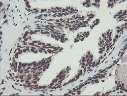 NONO Monoclonal Antibody (OTI5F1), TrueMAB , OriGene 30 &mu;L; Unconjugated:Antibodies,