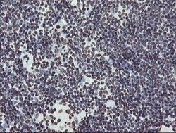 NONO Monoclonal Antibody (OTI5F1), TrueMAB , OriGene 30 &mu;L; Unconjugated:Antibodies,