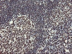 NONO Monoclonal Antibody (OTI5F1), TrueMAB , OriGene 30 &mu;L; Unconjugated:Antibodies,