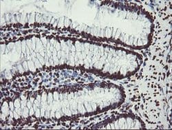 NONO Monoclonal Antibody (OTI5F1), TrueMAB , OriGene:Antibodies:Primary