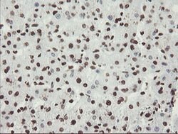 NONO Monoclonal Antibody (OTI5F1), TrueMAB , OriGene 30 &mu;L; Unconjugated:Antibodies,