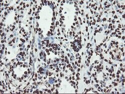 NONO Mouse anti-Canine, Human, Mouse, Rat, Clone: OTI2C9, lyophilized,