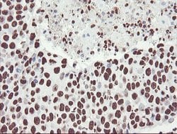 NONO Mouse anti-Canine, Human, Mouse, Rat, Clone: OTI2C9, lyophilized,