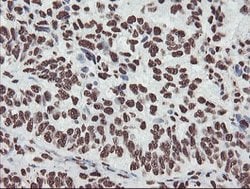 NONO Mouse anti-Canine, Human, Mouse, Rat, Clone: OTI2C9, lyophilized,