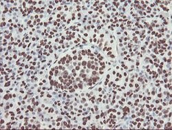 NONO Mouse anti-Canine, Human, Mouse, Rat, Clone: OTI2C9, lyophilized,