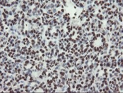 NONO Mouse anti-Canine, Human, Mouse, Rat, Clone: OTI2C9, lyophilized,