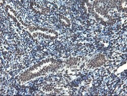 NONO Mouse anti-Canine, Human, Mouse, Rat, Clone: OTI2C9, lyophilized,