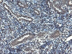 NONO Monoclonal Antibody (OTI2C9), TrueMAB , OriGene 100 &mu;L; Unconjugated:Antibodies,