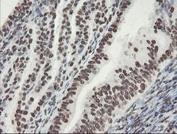 NONO Mouse anti-Canine, Human, Mouse, Rat, Clone: OTI2C9, lyophilized,