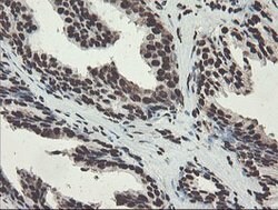 NONO Mouse anti-Canine, Human, Mouse, Rat, Clone: OTI2C9, lyophilized,