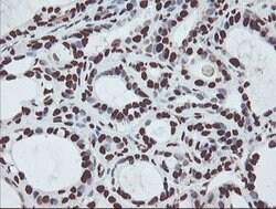 NONO Mouse anti-Canine, Human, Mouse, Rat, Clone: OTI2C9, lyophilized,