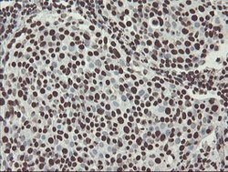 NONO Mouse anti-Canine, Human, Mouse, Rat, Clone: OTI2C9, lyophilized,