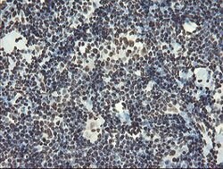 NONO Mouse anti-Canine, Human, Mouse, Rat, Clone: OTI2C9, lyophilized,