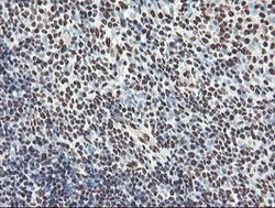 NONO Mouse anti-Canine, Human, Mouse, Rat, Clone: OTI2C9, lyophilized,