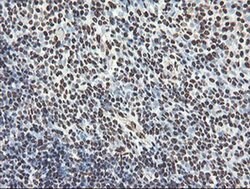 NONO Monoclonal Antibody (OTI2C9), TrueMAB , OriGene 100 &mu;L; Unconjugated:Antibodies,