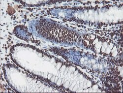 NONO Mouse anti-Canine, Human, Mouse, Rat, Clone: OTI2C9, lyophilized,