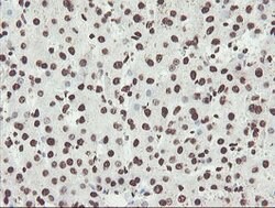NONO Mouse anti-Canine, Human, Mouse, Rat, Clone: OTI2C9, lyophilized,