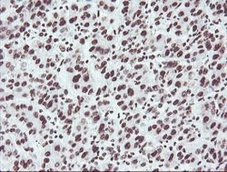 NONO Mouse anti-Canine, Human, Mouse, Rat, Clone: OTI2C9, lyophilized,