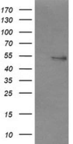 NONO Mouse anti-Canine, Human, Mouse, Clone: OTI3F8, lyophilized, TrueMAB