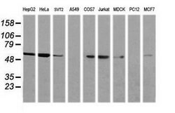 NONO Mouse anti-Canine, Human, Mouse, Clone: OTI3F8, lyophilized, TrueMAB
