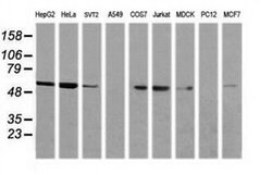 NONO Monoclonal Antibody (OTI3F8), TrueMAB , OriGene 100 &mu;L; Unconjugated:Antibodies,