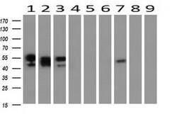 NONO Monoclonal Antibody (OTI5F1), TrueMAB , OriGene 30 &mu;L; Unconjugated:Antibodies,