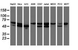 NONO Mouse anti-Canine, Human, Mouse, Rat, Clone: OTI2C9, lyophilized,