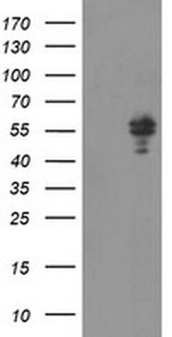 NONO Monoclonal Antibody (OTI3G4), TrueMAB , OriGene 100 &mu;L; Unconjugated:Antibodies,