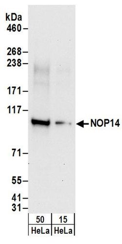 NOP14 Rabbit anti-Human, Polyclonal, Bethyl Laboratories 100 &mu;L; Unconjugated:Antibodies,