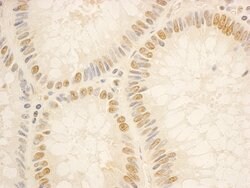 NOP56 Rabbit anti-Human, Polyclonal, Bethyl Laboratories 100 &mu;l; Unlabeled:Antibodies,