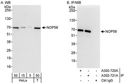 NOP56 Rabbit anti-Human, Polyclonal, Bethyl Laboratories 100 &mu;l; Unlabeled:Antibodies,